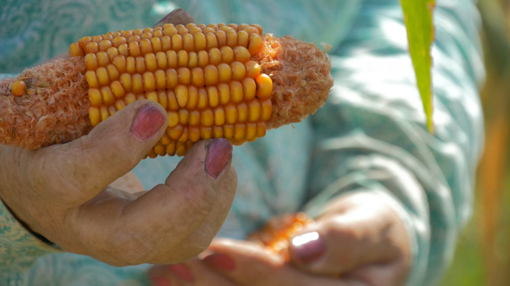 Contribución al rescate y valorización del maíz Camelia, Curagua y Diente de  caballo – CONAGRO